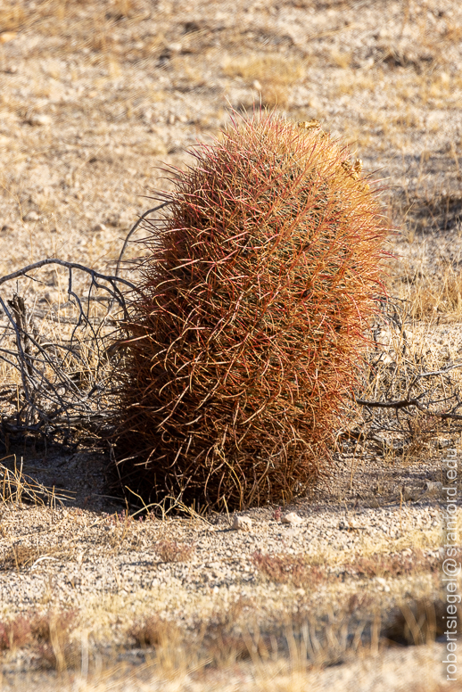 Joshua Tree